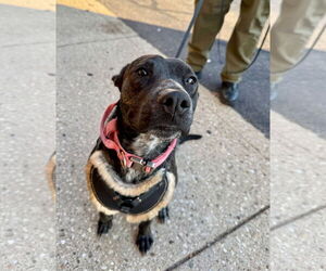 Janey - Female Mutt Dog for Adoption - Photo #4