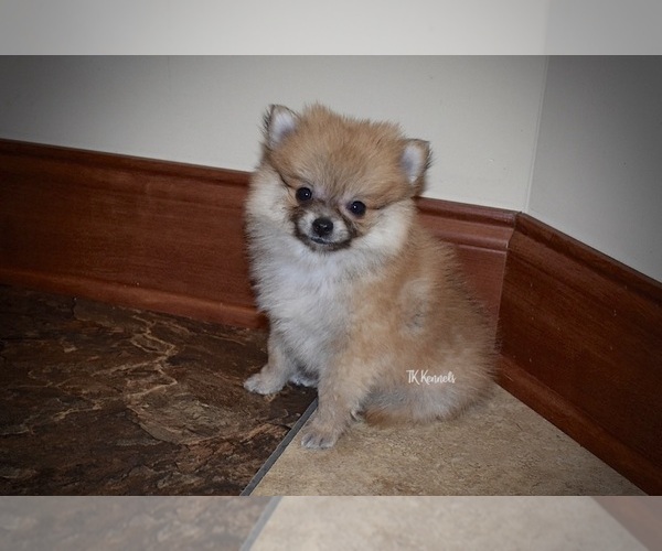 Medium Photo #3 Pomeranian Puppy For Sale in GRAYSON, LA, USA