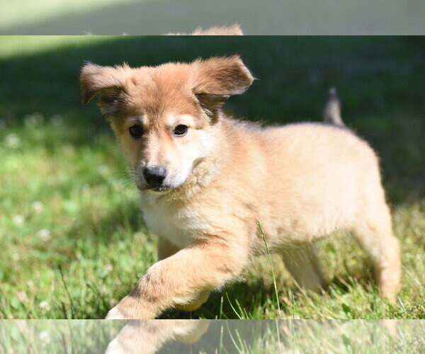 Medium Photo #7 Golden Retriever-Unknown Mix Puppy For Sale in Mechanicsburg, PA, USA