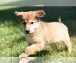 Small #6 Golden Retriever Mix