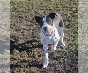 Border Collie-Unknown Mix Dogs for adoption in Brooklyn Center, MN, USA