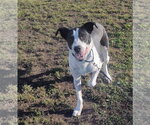 Percy - Male Border Collie-Unknown Mix Dog for Adoption - Small photo