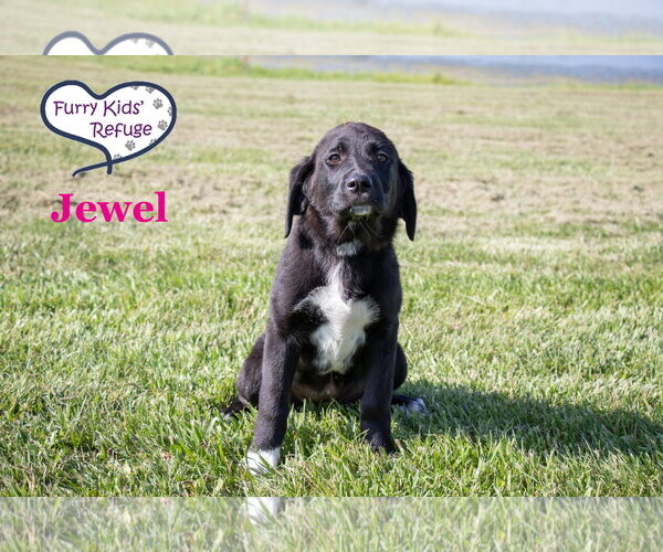 Medium Photo #3 Labrenees Puppy For Sale in Lee's Summit, MO, USA