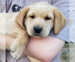 Puppy Yellow male Labrador Retriever