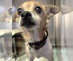 Small #7 Chihuahua Mix