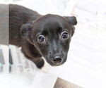 Small #3 Mutt