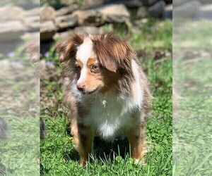 Mother of the Miniature Australian Shepherd puppies born on 03/25/2025
