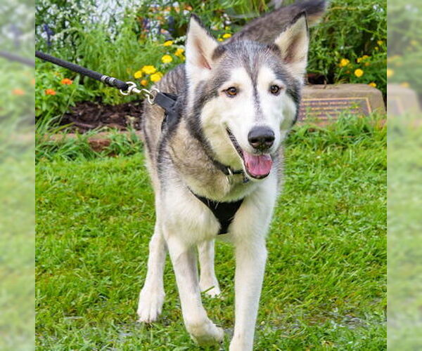Medium Photo #4 Siberian Husky Puppy For Sale in Omaha, NE, USA