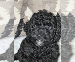 Puppy Puppy 2 Poodle (Toy)