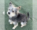 Small #3 Mutt
