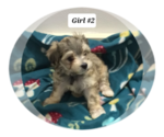 Puppy Girl 2 Morkie