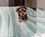 Small Photo #2 Yorkshire Terrier Puppy For Sale in HIGHLAND, CA, USA