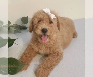 Goldendoodle (Miniature) Puppy for sale in ARTHUR, IL, USA