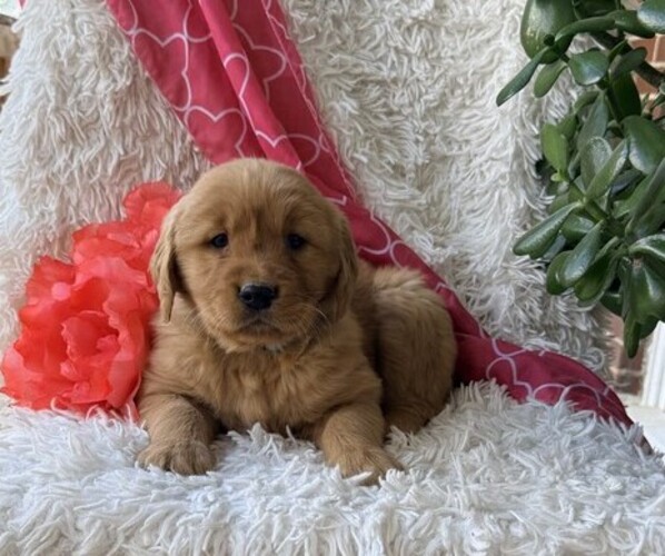 Medium Photo #3 Golden Retriever Puppy For Sale in THORP, WI, USA