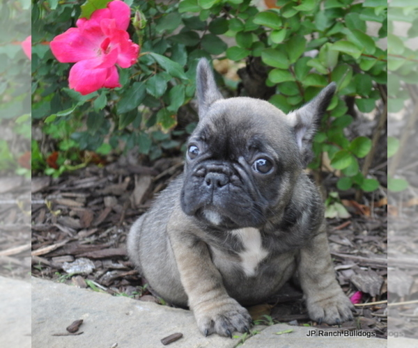 Medium Photo #7 French Bulldog Puppy For Sale in ROYSE CITY, TX, USA