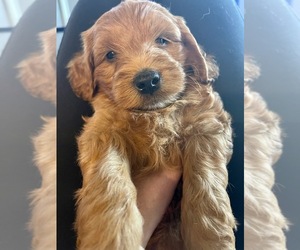 Goldendoodle (Miniature) Puppy for sale in BRADENTON, FL, USA