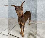 Small #1 Doberman Pinscher Mix
