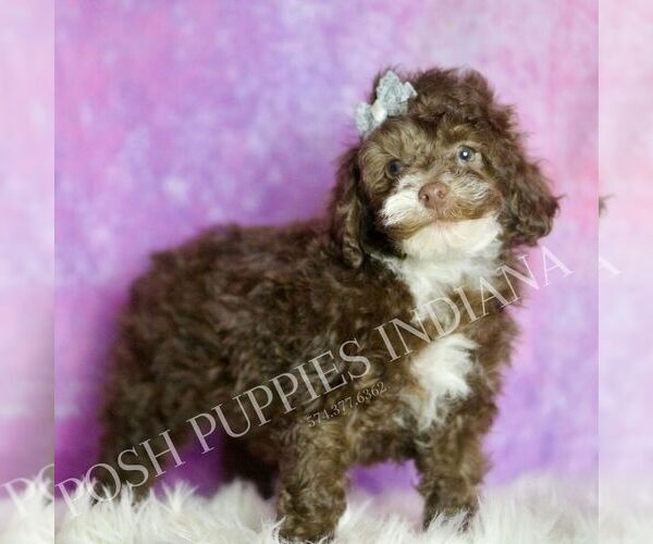 Medium Photo #46 Poodle (Miniature) Puppy For Sale in WARSAW, IN, USA