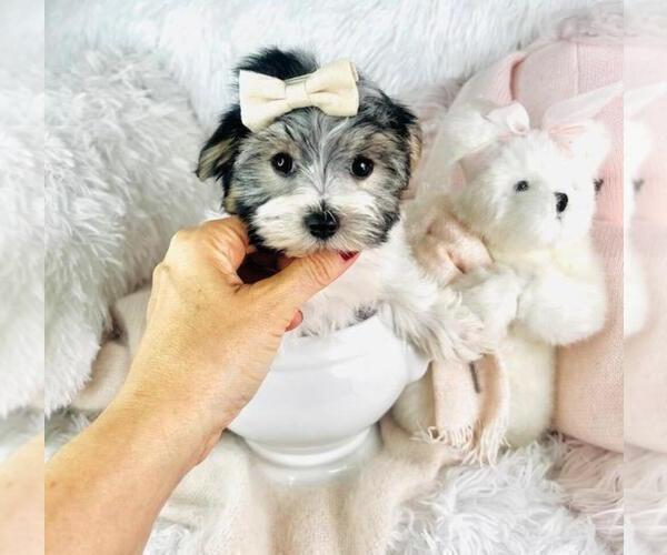 Medium Photo #1 Morkie Puppy For Sale in PEMBROKE PINES, FL, USA