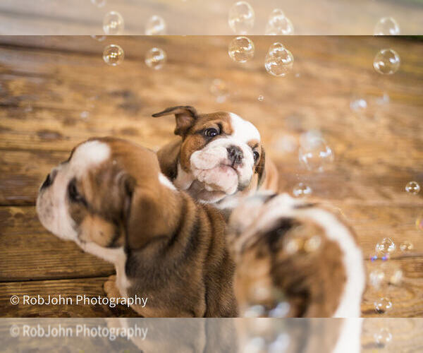 Medium Photo #14 Bulldog Puppy For Sale in STRAFFORD, MO, USA