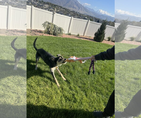 Medium Photo #3 Mutt Puppy For Sale in Sandy, UT, USA
