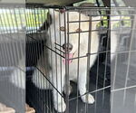 Small #3 German Shepherd Dog-Siberian Husky Mix