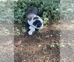 Small #4 Boston Terrier