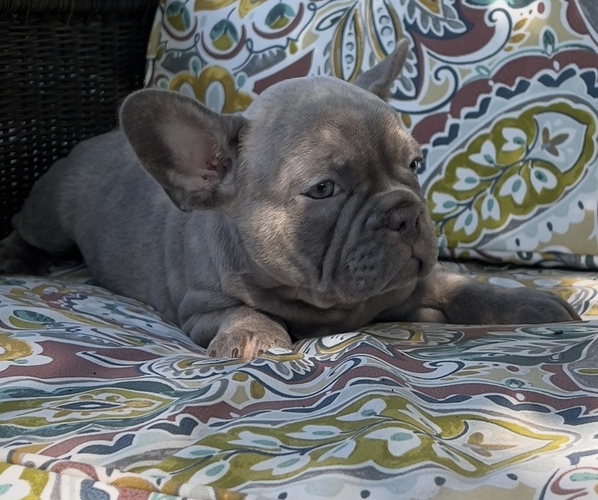 Medium Photo #4 French Bulldog Puppy For Sale in BRIGHTON, CO, USA