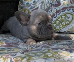 Puppy Puppy 3 Orion French Bulldog