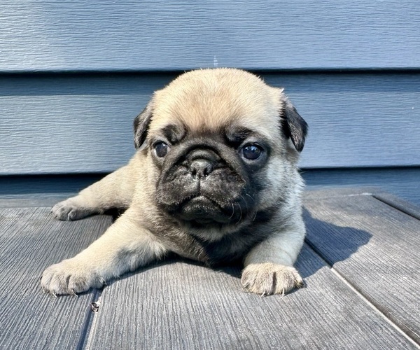 Medium Photo #3 Pug Puppy For Sale in CEDAR RAPIDS, IA, USA