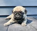 Small #2 Pug