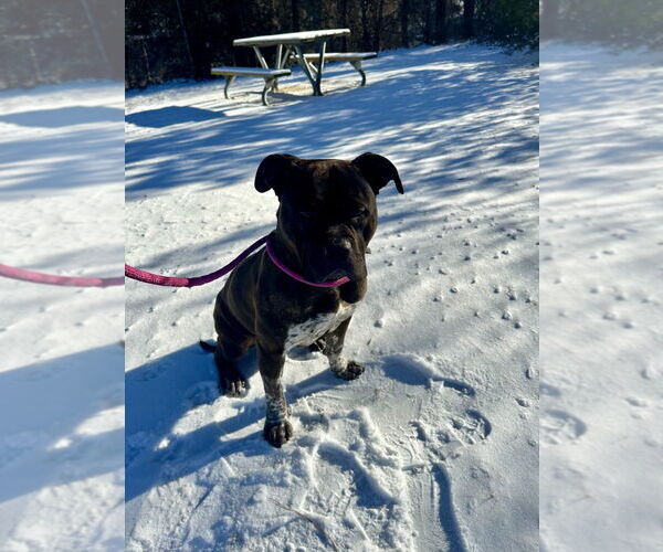 Medium Photo #1 Staffordshire Bull Terrier-Unknown Mix Puppy For Sale in Glen Allen, VA, USA