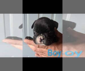French Bulldog Puppy for sale in SPENCER, TN, USA