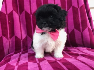 Peke-A-Poo Puppy for sale in PEACH BOTTOM, PA, USA