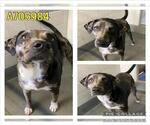 Small #1 Labrador Retriever Mix