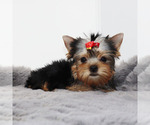 Small #1 Yorkshire Terrier