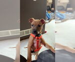 Small #4 Mutt
