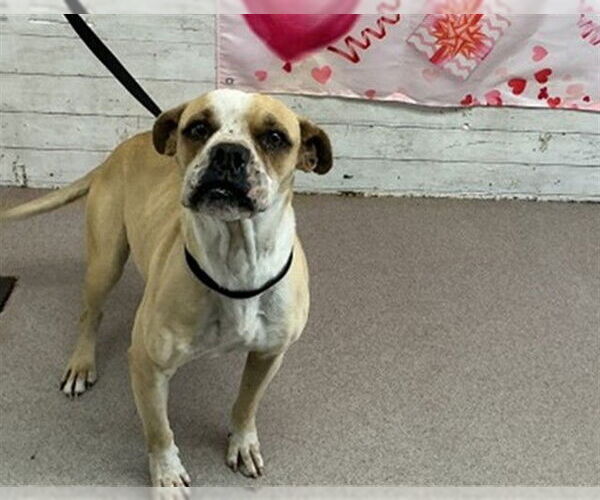 Medium Photo #1 Mutt Puppy For Sale in San Bernardino, CA, USA