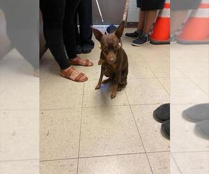 Miniature Pinscher-Unknown Mix Dogs for adoption in Stockton, CA, USA