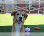 Small #1 Australian Retriever