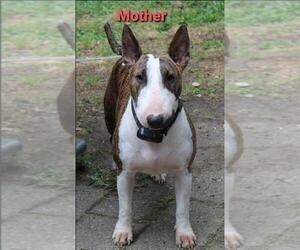 Mother of the Bull Terrier puppies born on 04/15/2024