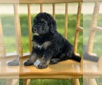 Small Photo #35 Goldendoodle Puppy For Sale in MARYVILLE, MO, USA