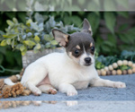 Small #2 Chihuahua