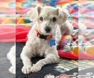 Maltese-Unknown Mix Dogs for adoption in Corona, CA, USA