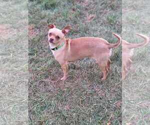 Chihuahua-Unknown Mix Dogs for adoption in New London, WI, USA