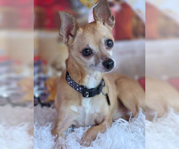 Medium Photo #5 Chihuahua Puppy For Sale in Chino Hills, CA, USA