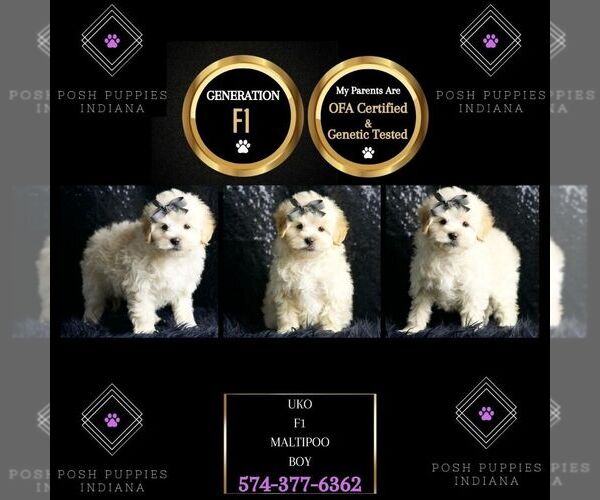 Medium Photo #26 Maltipoo (Miniature) Puppy For Sale in WARSAW, IN, USA