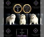Small Photo #26 Maltipoo (Miniature) Puppy For Sale in WARSAW, IN, USA
