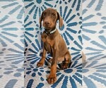Puppy 1 Baby Blue Doberman Pinscher