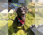 Small Photo #3 English Setter-Labrador Retriever Mix Puppy For Sale in Waterford, VA, USA